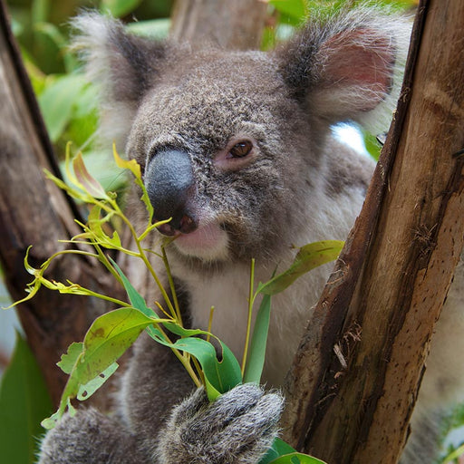 Family Pass At Port Stephens Koala Sanctuary - We Wander