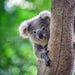 General Admission At Port Stephens Koala Sanctuary - We Wander