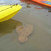 Glass Bottom Kayak Tour - Cullendulla Sanctuary - We Wander