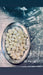 Gnocchi, Gnocchi, Gnocchi - We Wander