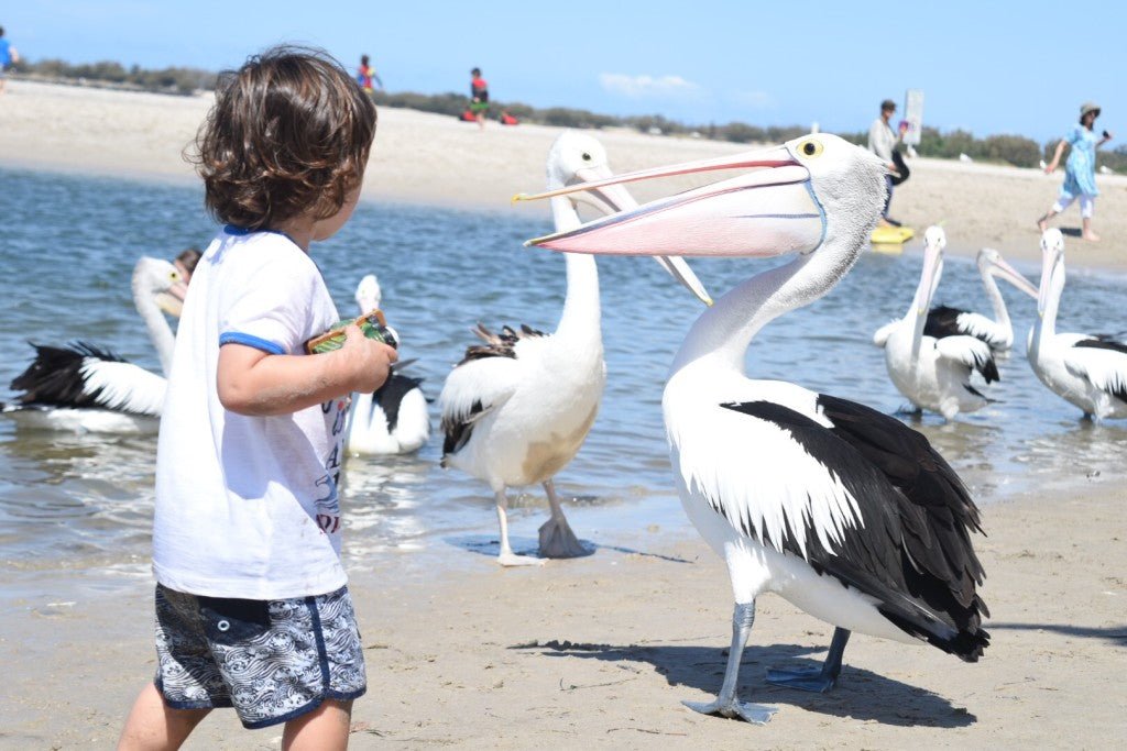 Gold Coast Eco Safari - We Wander