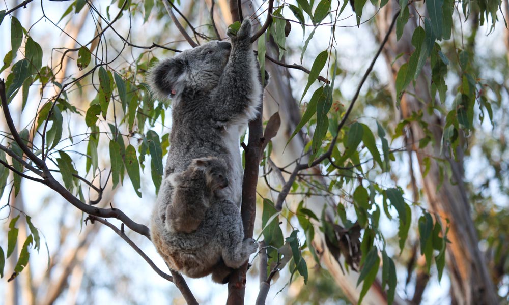 Gold Coast Eco Safari - We Wander