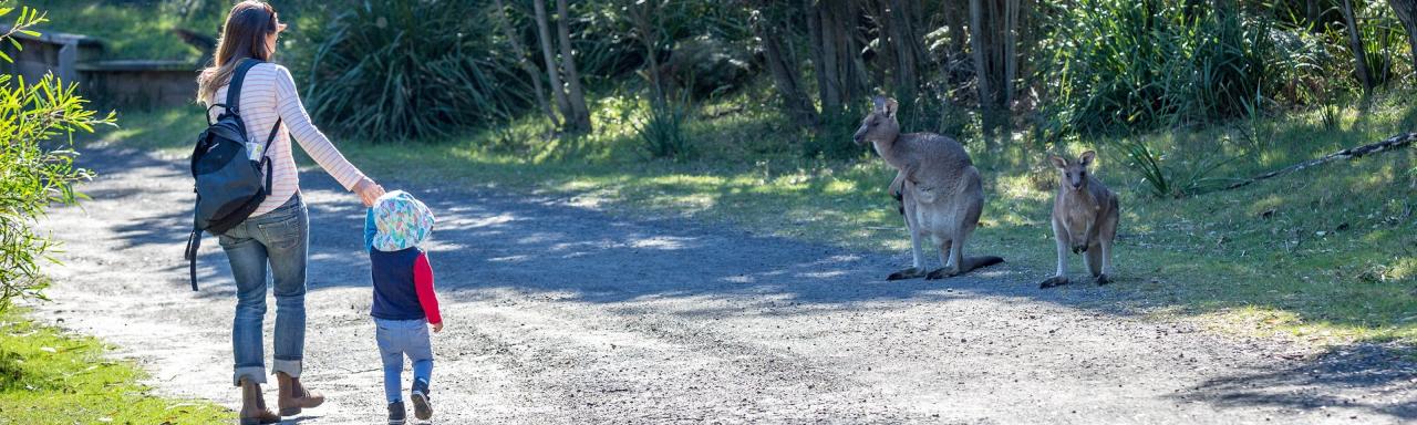 Gold Coast Eco Safari - Wild Animal Encounters And Electric Boat Cruise - We Wander