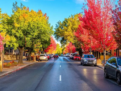 Hahndorf & Adelaide Hills Hop On Hop Off Tour - In Region Pick Up 10.55Am - We Wander