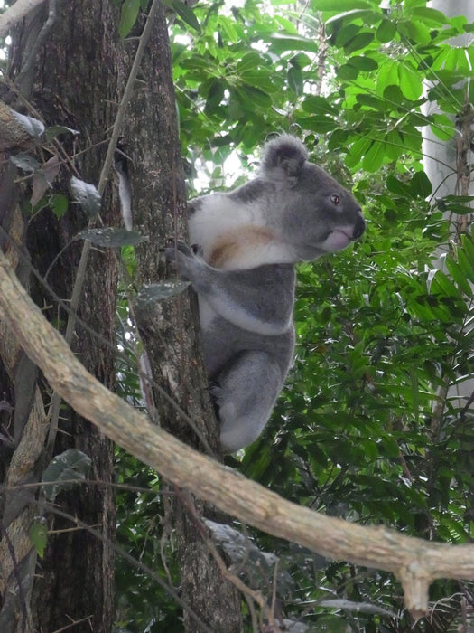 Half Day Out Byron Bay Tour - We Wander