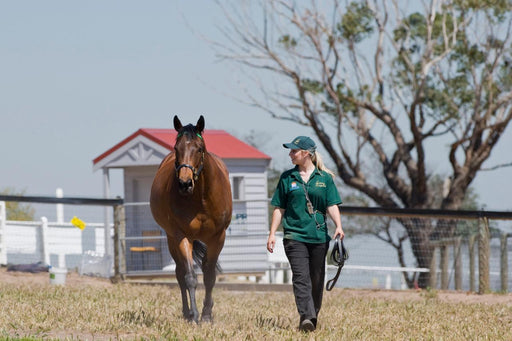 Half Day Racehorse Tour - We Wander