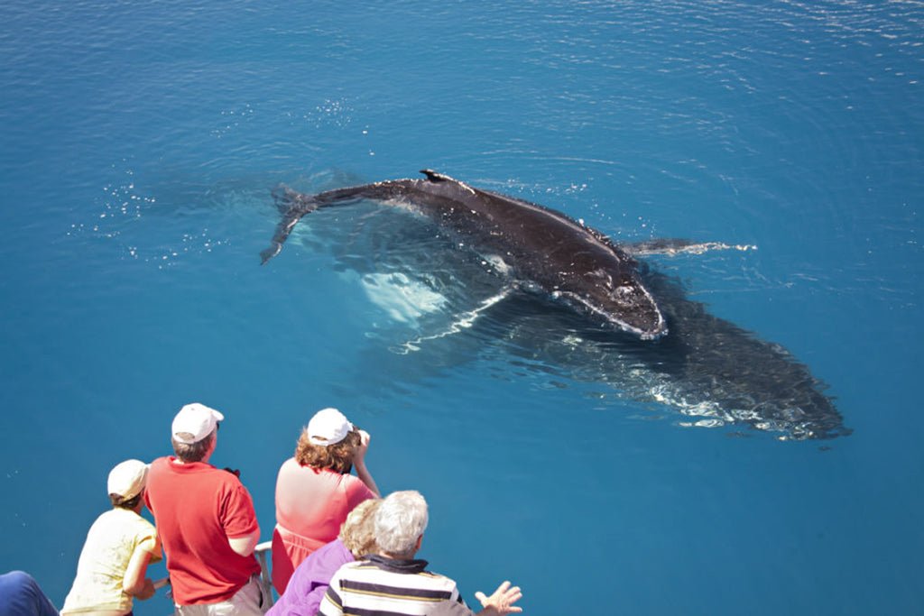 Half Day Whale Watching Encounter - We Wander