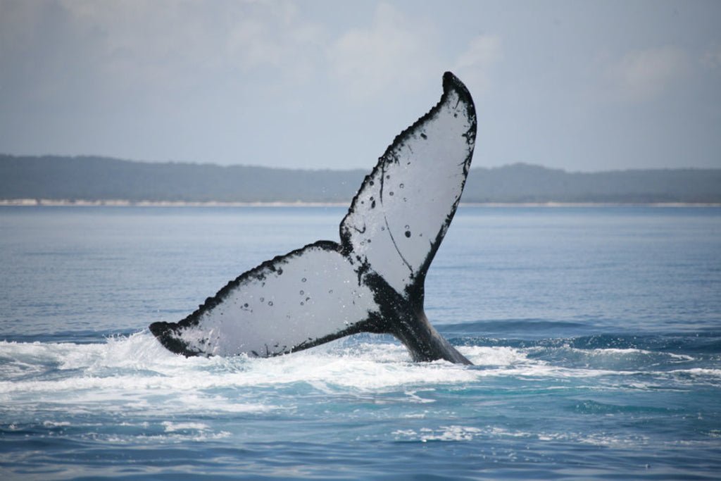 Half Day Whale Watching Encounter - We Wander