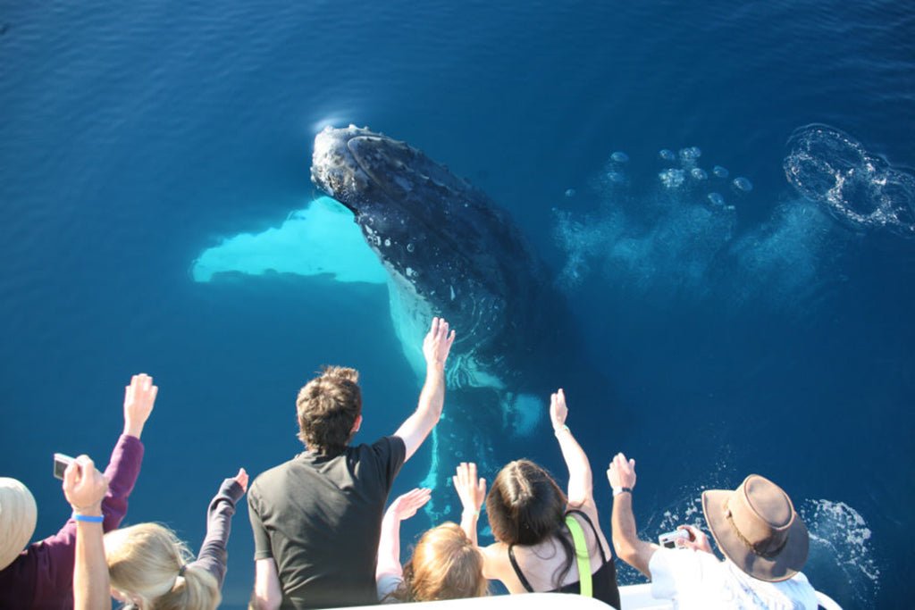 Half Day Whale Watching Encounter - We Wander