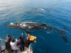 Hervey Bay Whale Search And Dolphin Watch - We Wander