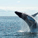 Hervey Bay's Ultimate Whale Watch - We Wander