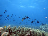 Introductory Dive Sunshine Coast Reefs - Double Dive - We Wander
