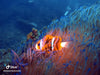 Introductory Dive Sunshine Coast Reefs - Double Dive - We Wander