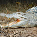 Johnstone River Croc & Wildlife Tour - We Wander