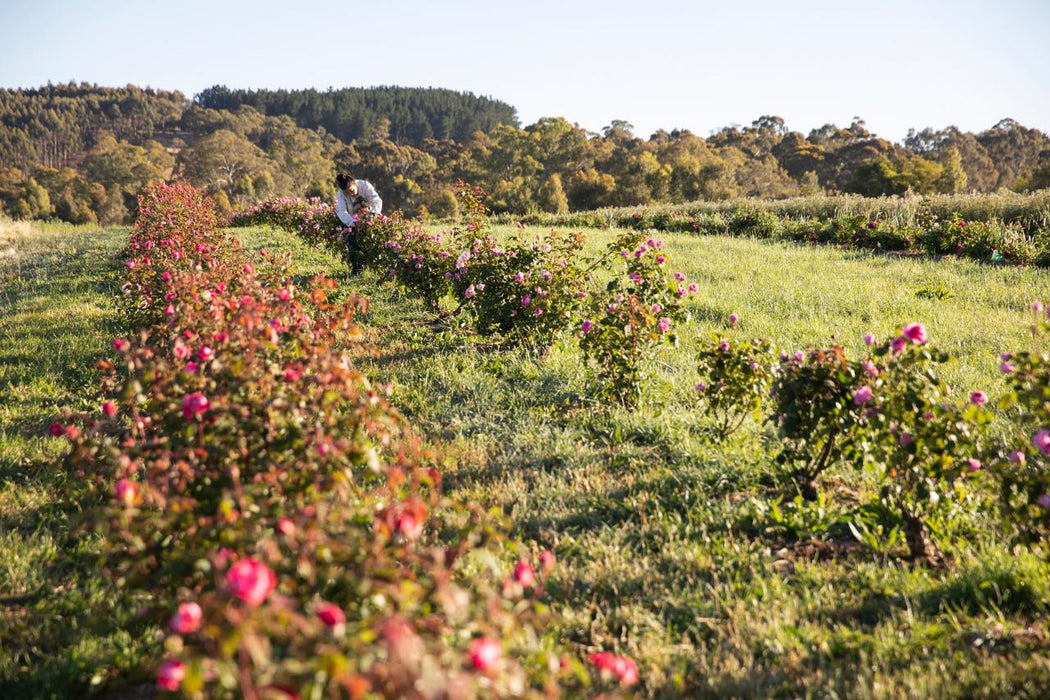 Jurlique Farm Tour + Hills Gourmet Picnic - We Wander