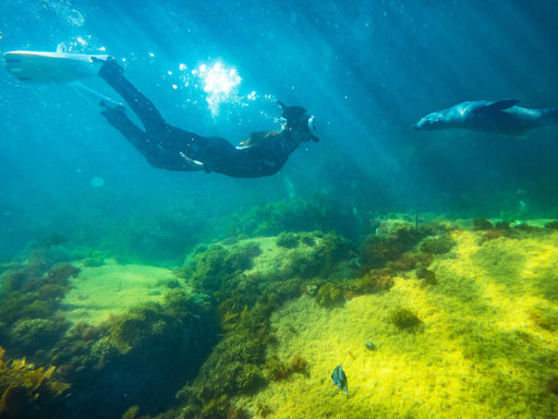 Kangaroo Island Ocean Safari - 2 Hour Swim With Dolphin, Seal & Coastal Snorkelling - We Wander