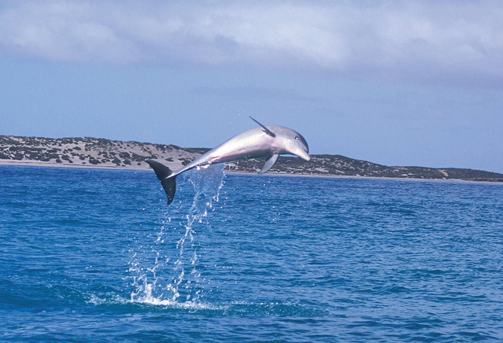 Mandurah Canal Cruise & Caversham Wild Life Park - We Wander