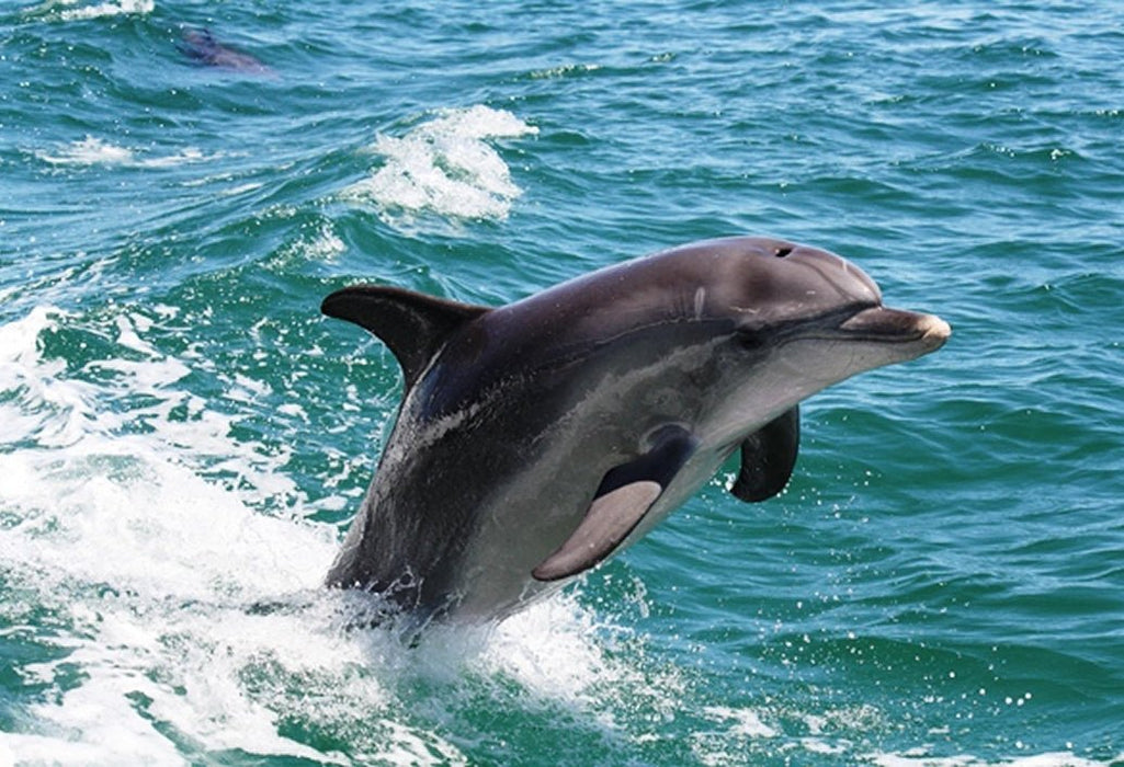 Mandurah Canals & Dolphin Watch Tour - We Wander