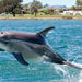 Mandurah Canals & Dolphin Watch Tour - We Wander