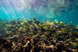 Manta Ray Tour - Half Day - We Wander