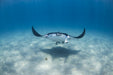 Manta Ray Tour - Half Day - We Wander