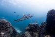 Manta Ray Tour - Half Day - We Wander
