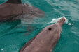 Manta Ray Tour - Half Day - We Wander