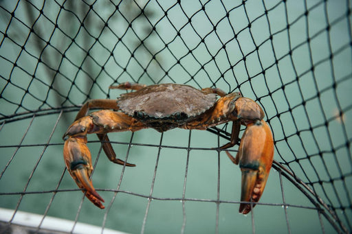 Mud Crabbing Adventure - We Wander