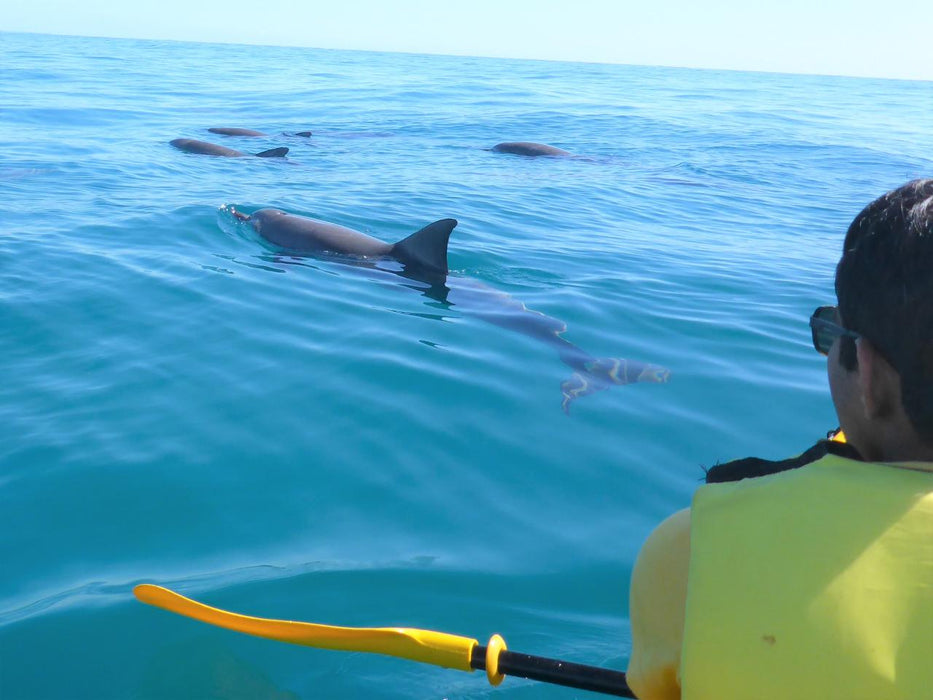 Noosa Dolphin View Sea Kayak & Beach 4X4 Adventure - Day Tour - We Wander