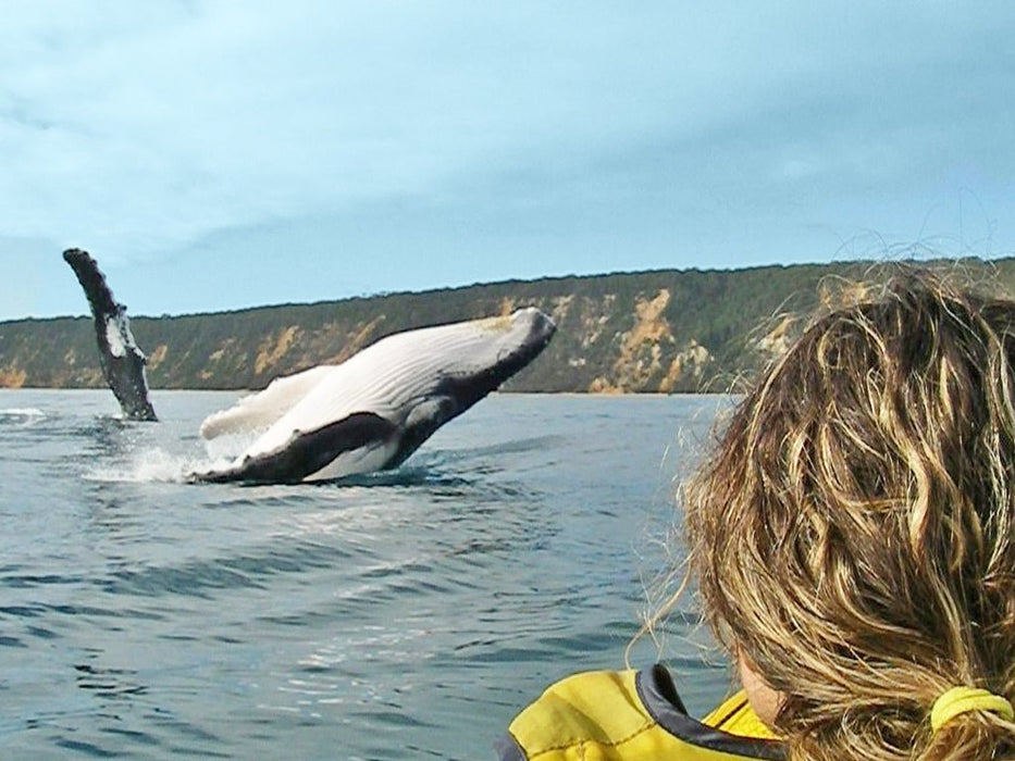 Noosa Dolphin View Sea Kayak & Beach 4X4 Adventure - Day Tour - We Wander