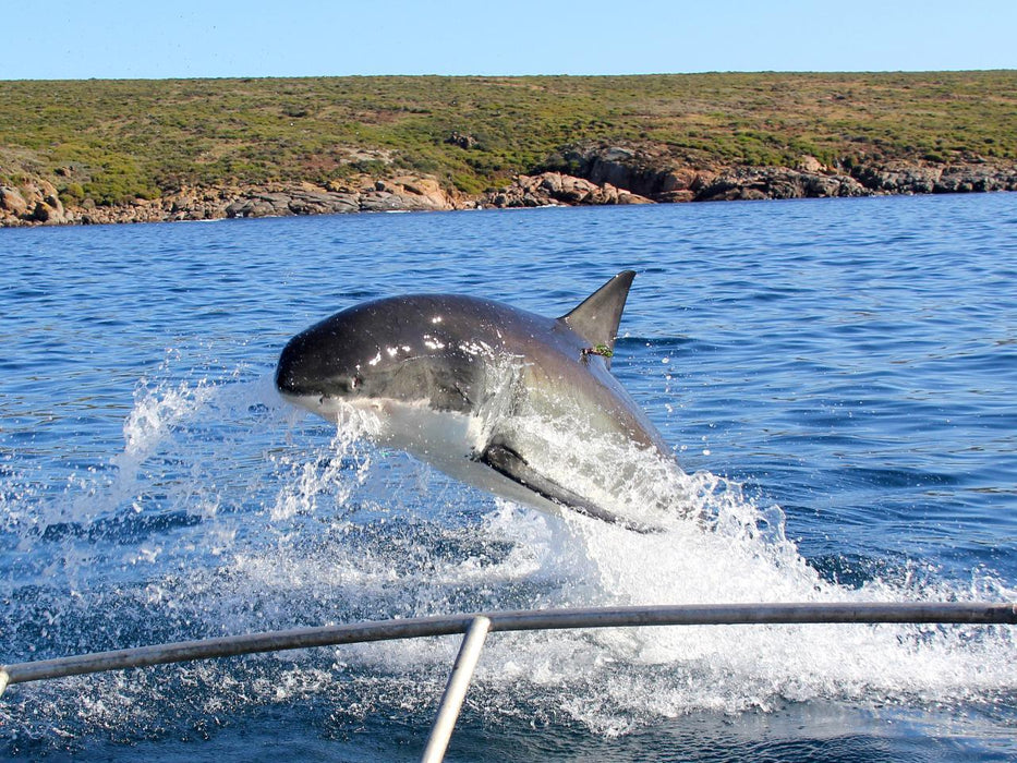 One Day Great White Shark Tour - We Wander