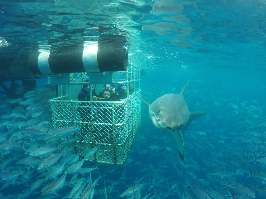 One Day Great White Shark Tour - We Wander