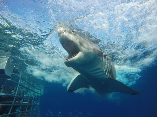 One Day Great White Shark Tour - We Wander