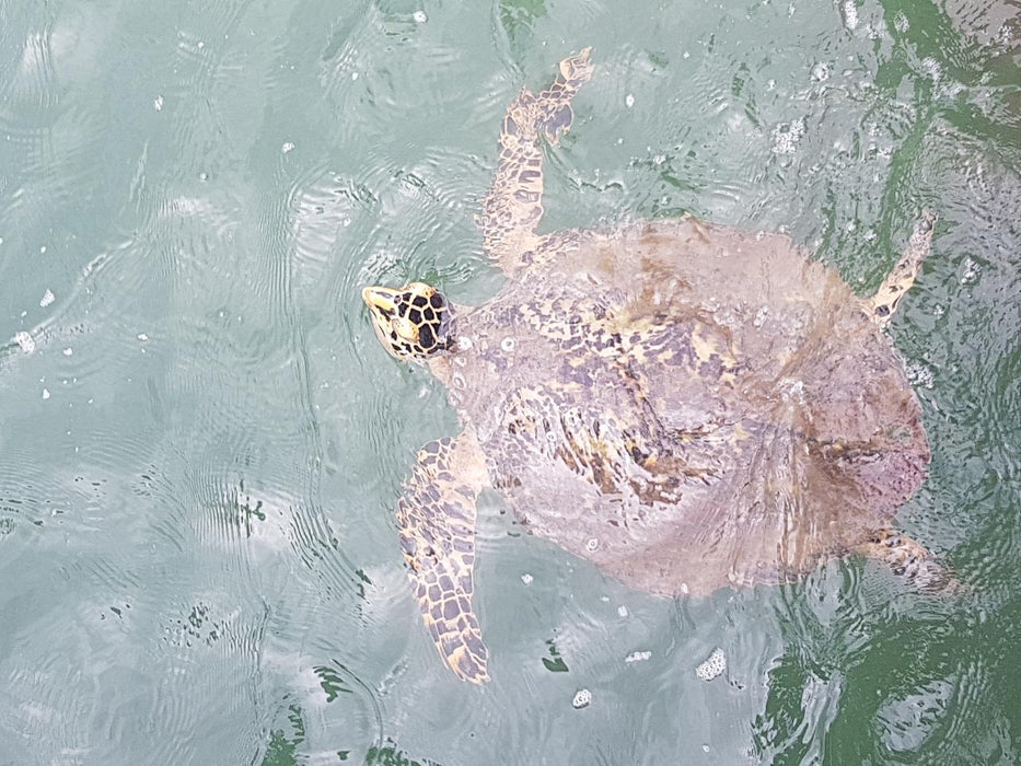 Palm Cove Double Island Kayak Turtle Tour - We Wander