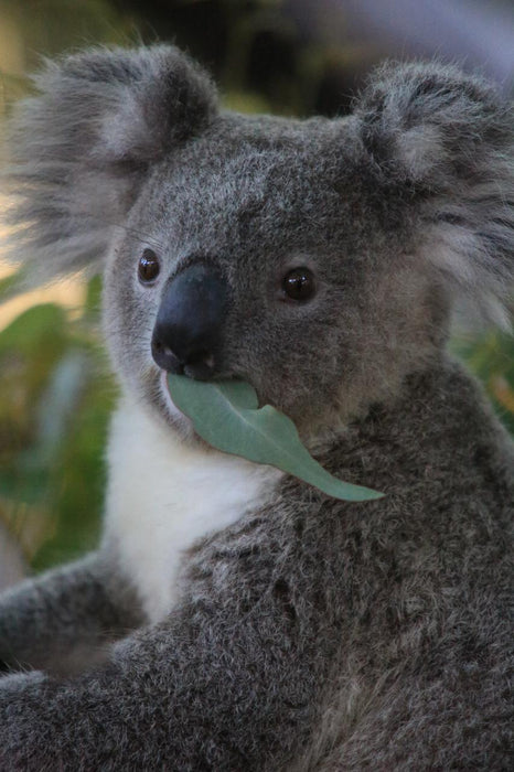 Photographing Australian Animals, Seascapes And Sunsets - We Wander