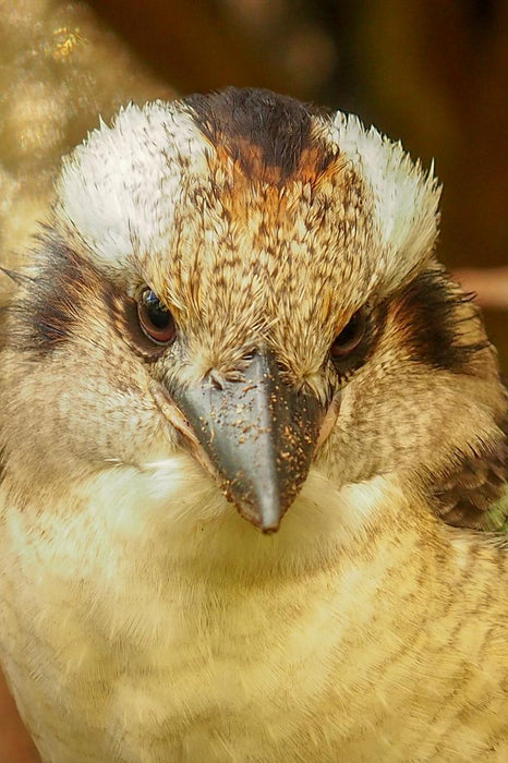 Photographing Australian Animals, Seascapes And Sunsets - We Wander