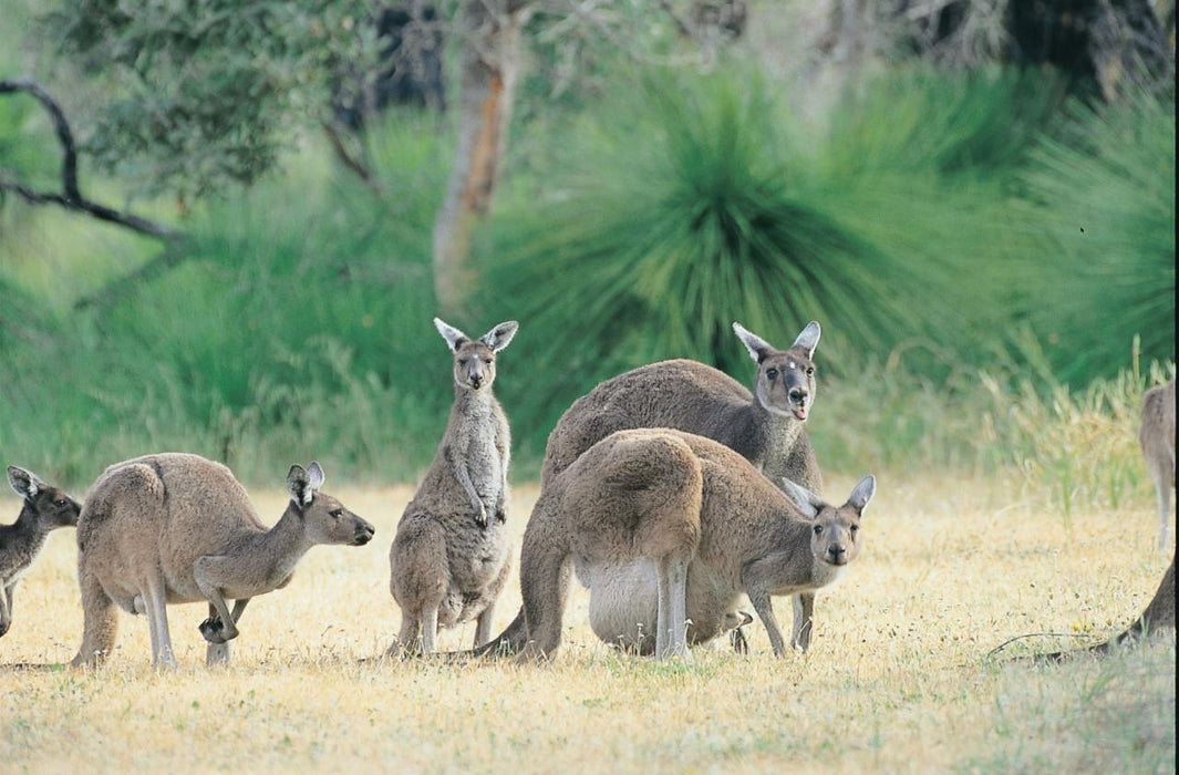 Pinnacles, Swan Valley Wildlife Park & Lancelin - We Wander