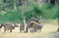 Pinnacles, Swan Valley Wildlife Park & Lancelin - We Wander