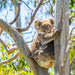 Port Lincoln - Wildlife, Sightseeing & 4Wd Tour - We Wander