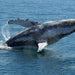 Premium Whale Watch Tour - We Wander