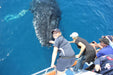 Premium Whale Watch Tour - We Wander