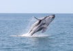 Premium Whale Watch Tour - We Wander