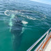 Premium Whale Watch Tour - We Wander