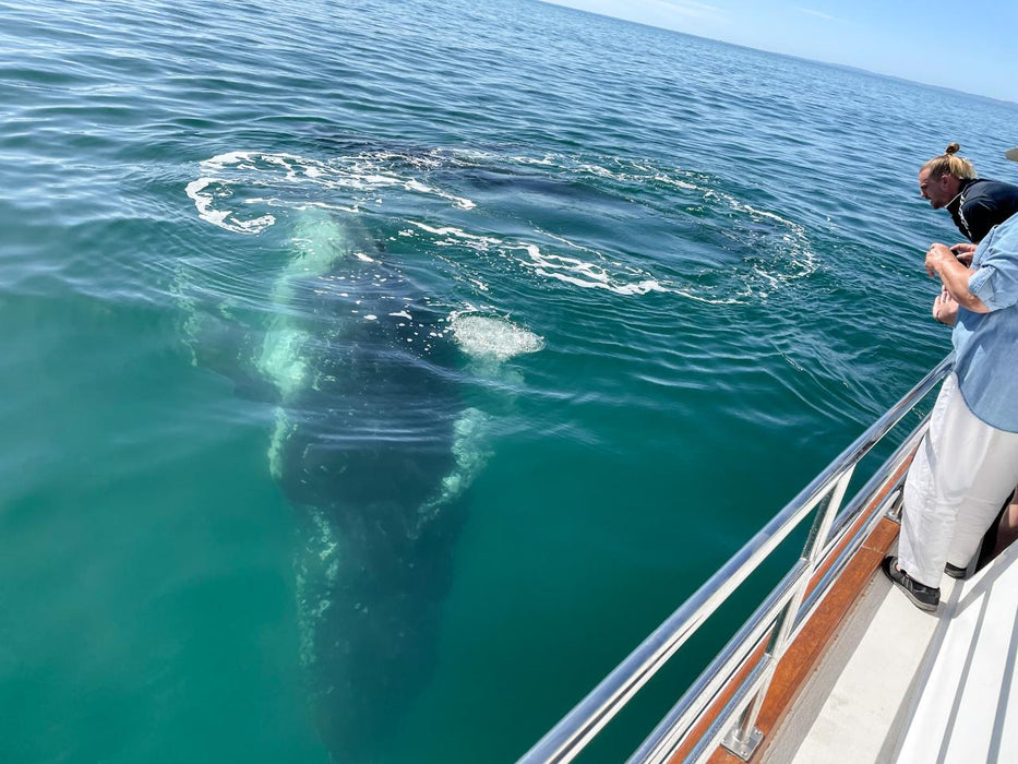 Premium Whale Watch Tour - We Wander