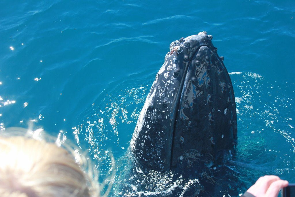 Premium Whale Watch Tour - We Wander