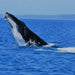 Premium Whale Watch Tour - We Wander