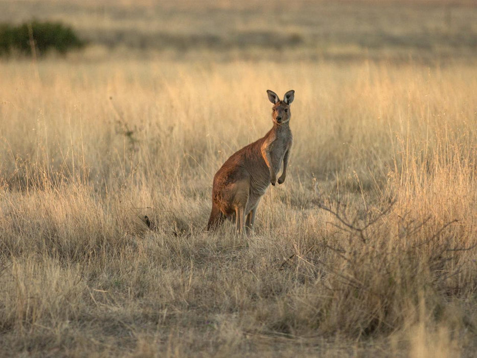 Private Coach - A Taste Of Kangaroo Island 24 Seater - We Wander