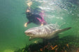 Reef Shark Snorkel With Entry Pass - We Wander