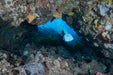 Rottnest Island (Wadjemup) Dive Or Snorkel - We Wander