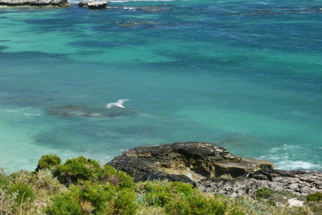 Rottnest Photographic Day Tour Without Ferry - We Wander